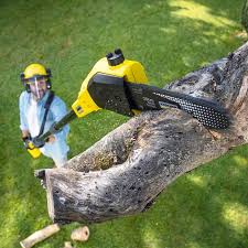 Organic Lawn Care Solutions in Kerman, CA